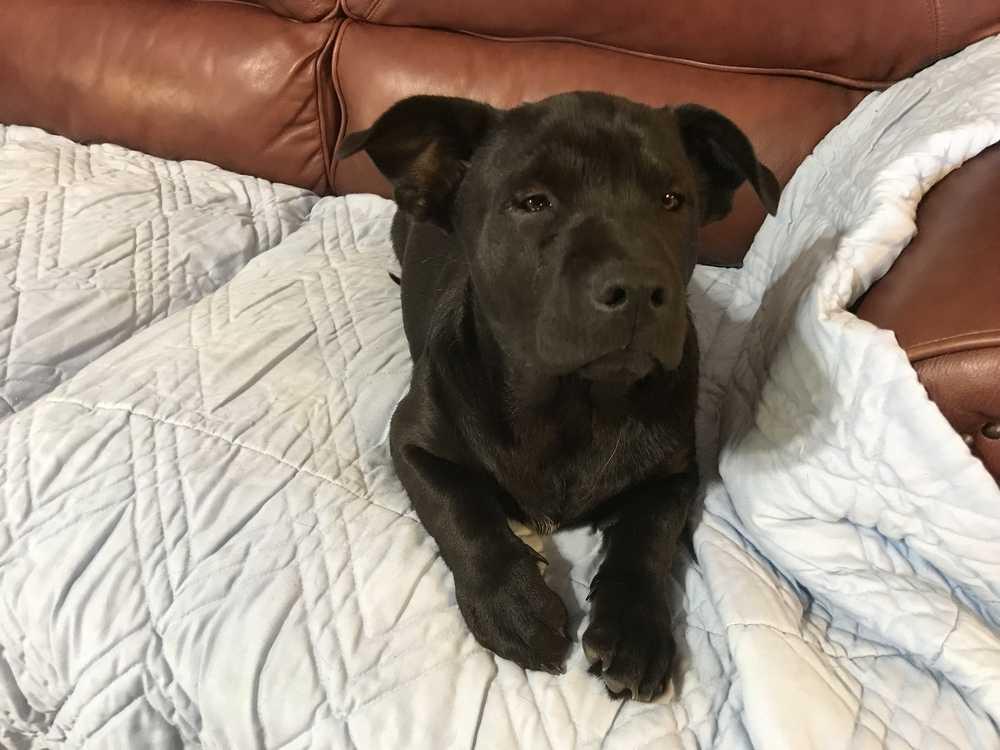 Enlarge Prissy, a Adoptable mixed breed in Orangeburg, SC image 1/1