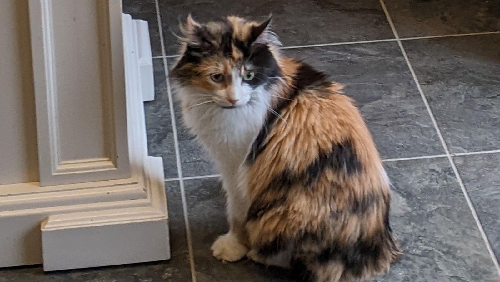 Mama Cal, Adopted, Adult Female Domestic Medium Hair & Calico.