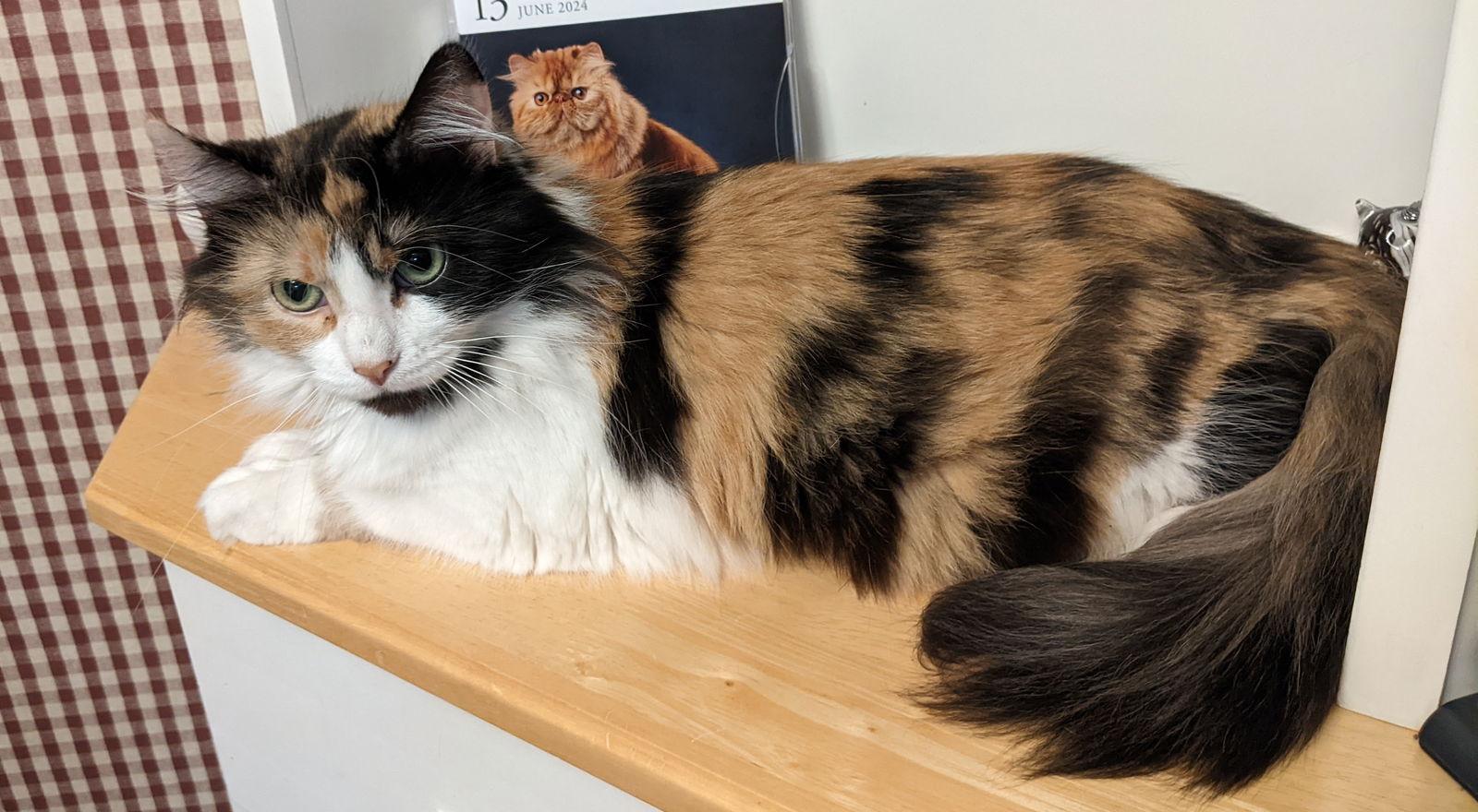 Mama Cal, a Adopted mixed breed in Kohler, WI image 2/2