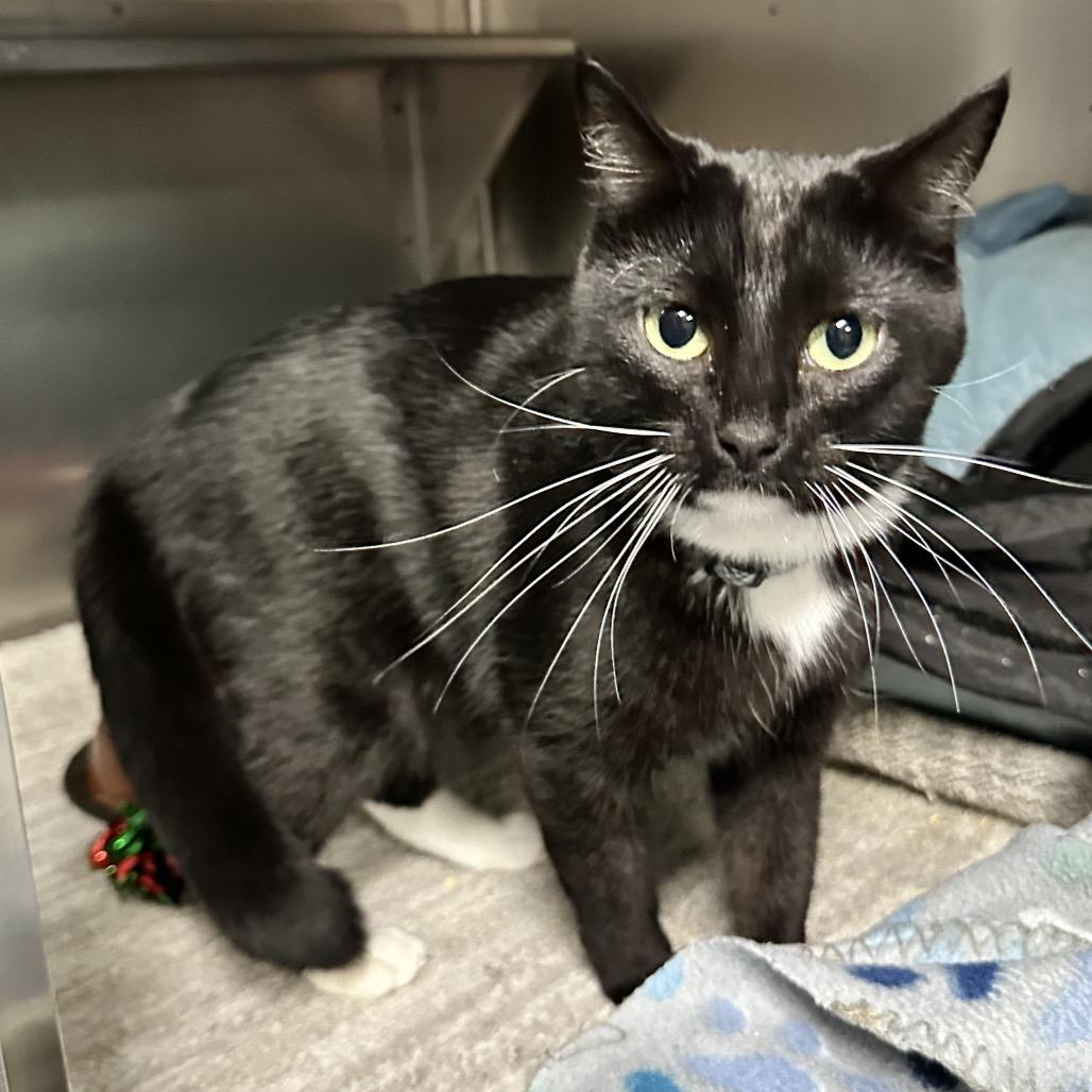 Quinn- Union Petsense, Adoptable, Adult Female Domestic Short Hair.