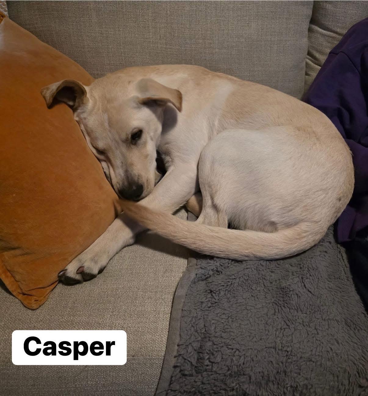 Enlarge Casper, an adopted mixed breed in Elburn, IL image 3/6