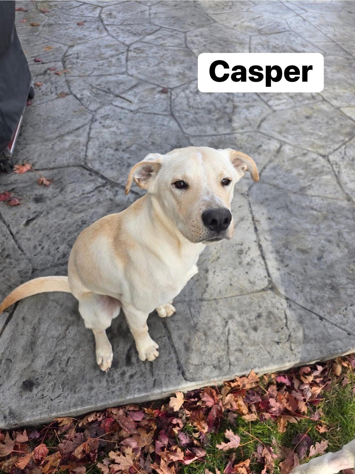 Enlarge Casper, an adopted mixed breed in Elburn, IL image 4/6