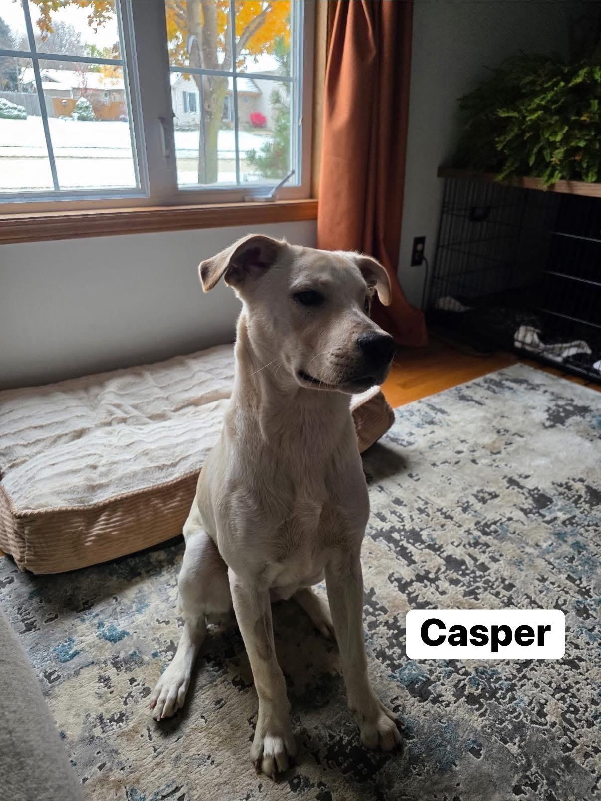 Enlarge Casper, an adopted mixed breed in Elburn, IL image 5/6