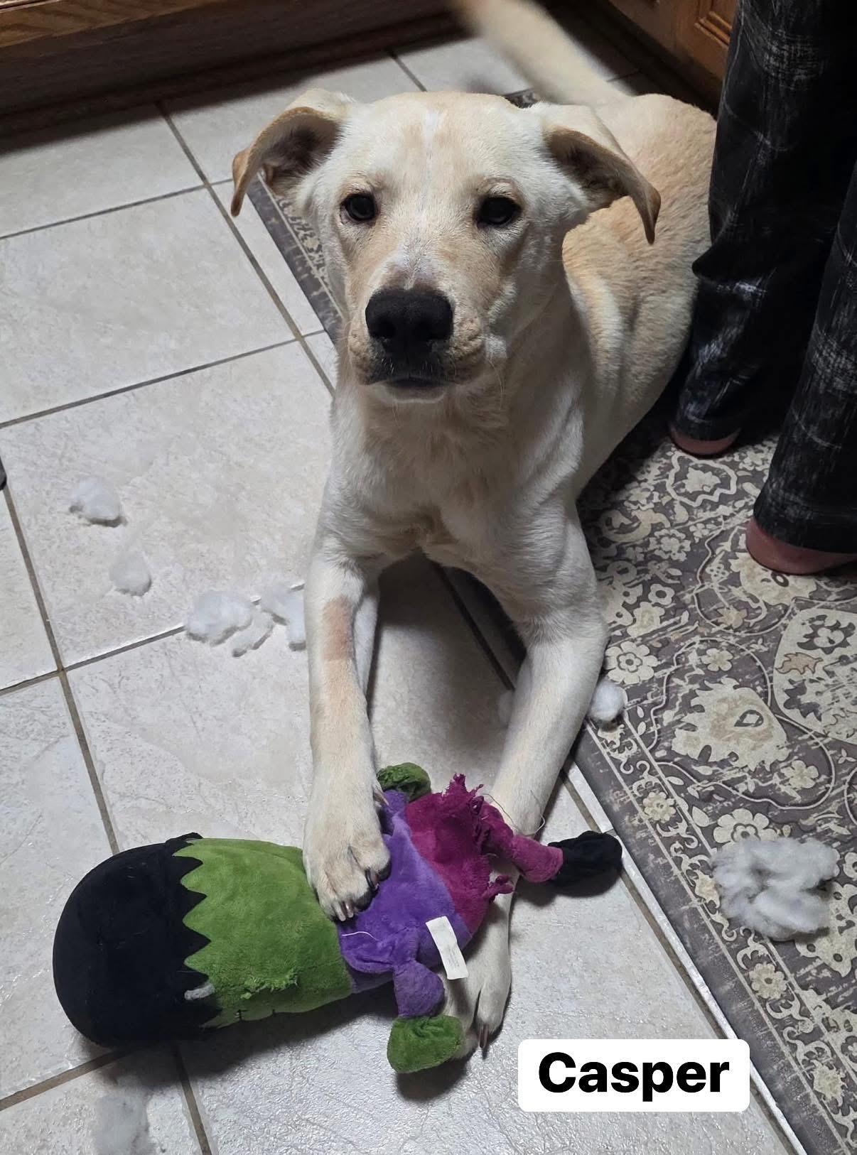 Enlarge Casper, an adopted mixed breed in Elburn, IL image 6/6