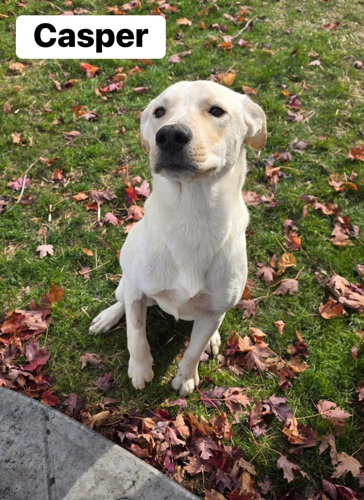 Enlarge Casper, an adopted mixed breed in Elburn, IL image 1/6