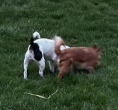 Enlarge LUNA, a ADOPTABLE Chihuahua in Carroll, OH image 4/4