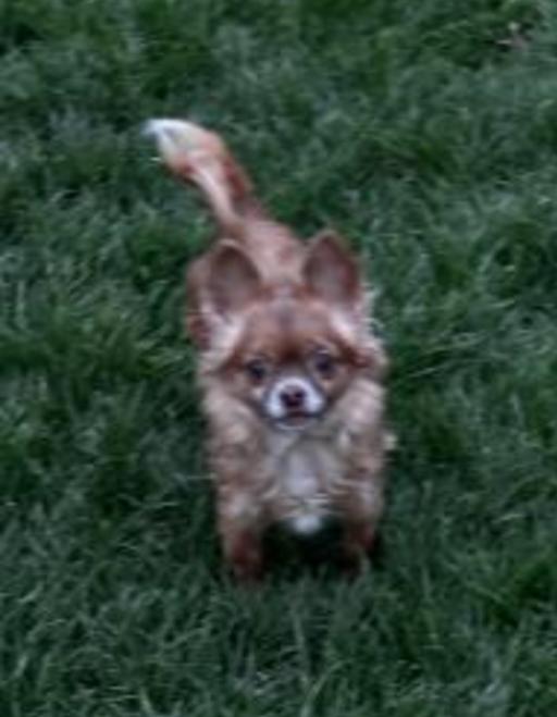 Enlarge LUNA, a ADOPTABLE Chihuahua in Carroll, OH image 3/4