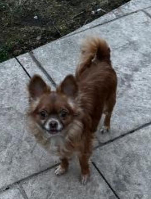 Enlarge LUNA, a ADOPTABLE Chihuahua in Carroll, OH image 1/4