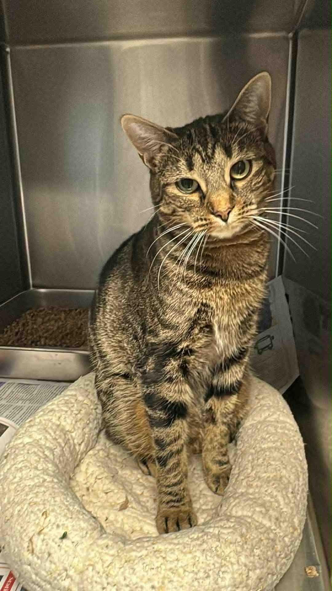 Sage, Adoptable, Young Female Domestic Short Hair.