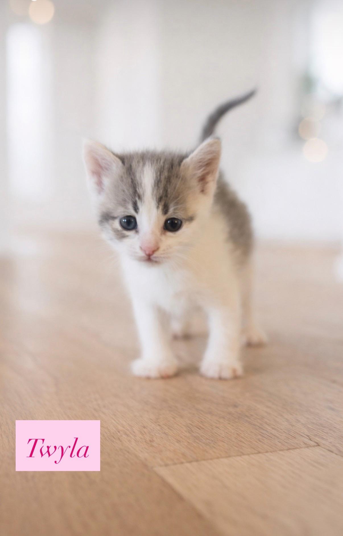 Twyla, ADOPTABLE, Kitten Female Tabby.