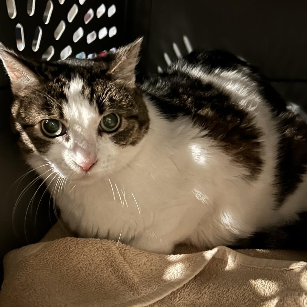 Enlarge Juni-purr, a Adoptable mixed breed in Webster, TX image 1/3