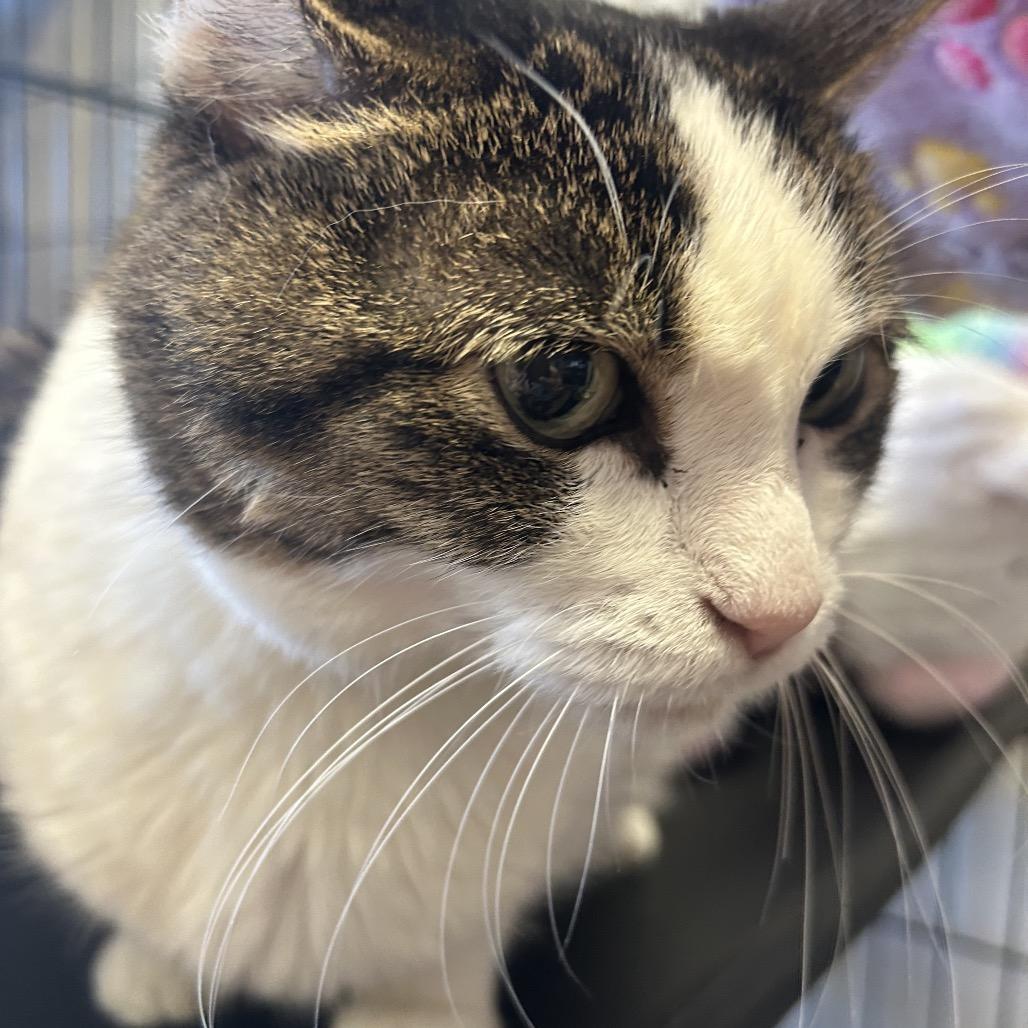 Enlarge Juni-purr, a Adoptable mixed breed in Webster, TX image 2/3