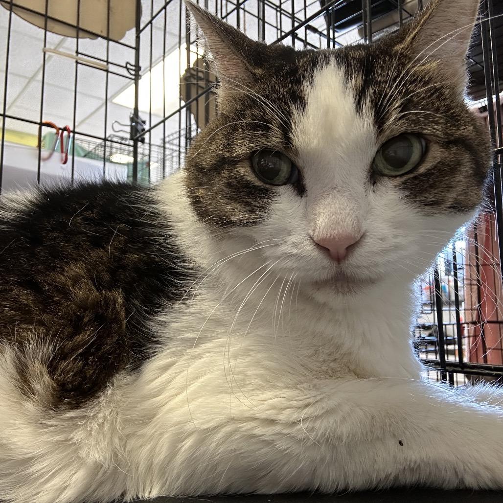 Enlarge Juni-purr, a Adoptable mixed breed in Webster, TX image 3/3