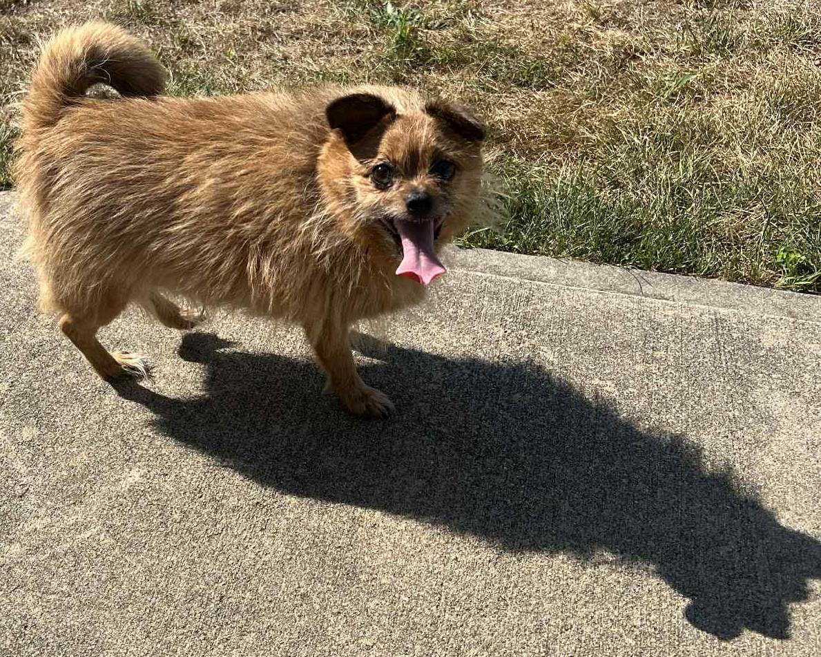 Enlarge Peanut, a Adoptable mixed breed in Wakefield, RI image 3/6