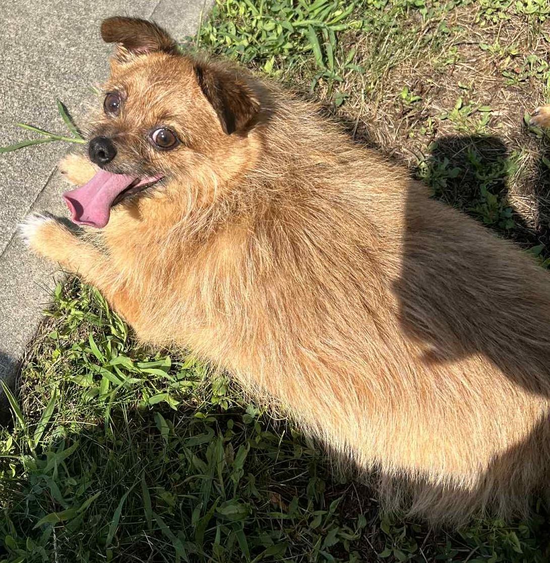 Enlarge Peanut, a Adoptable mixed breed in Wakefield, RI image 4/6