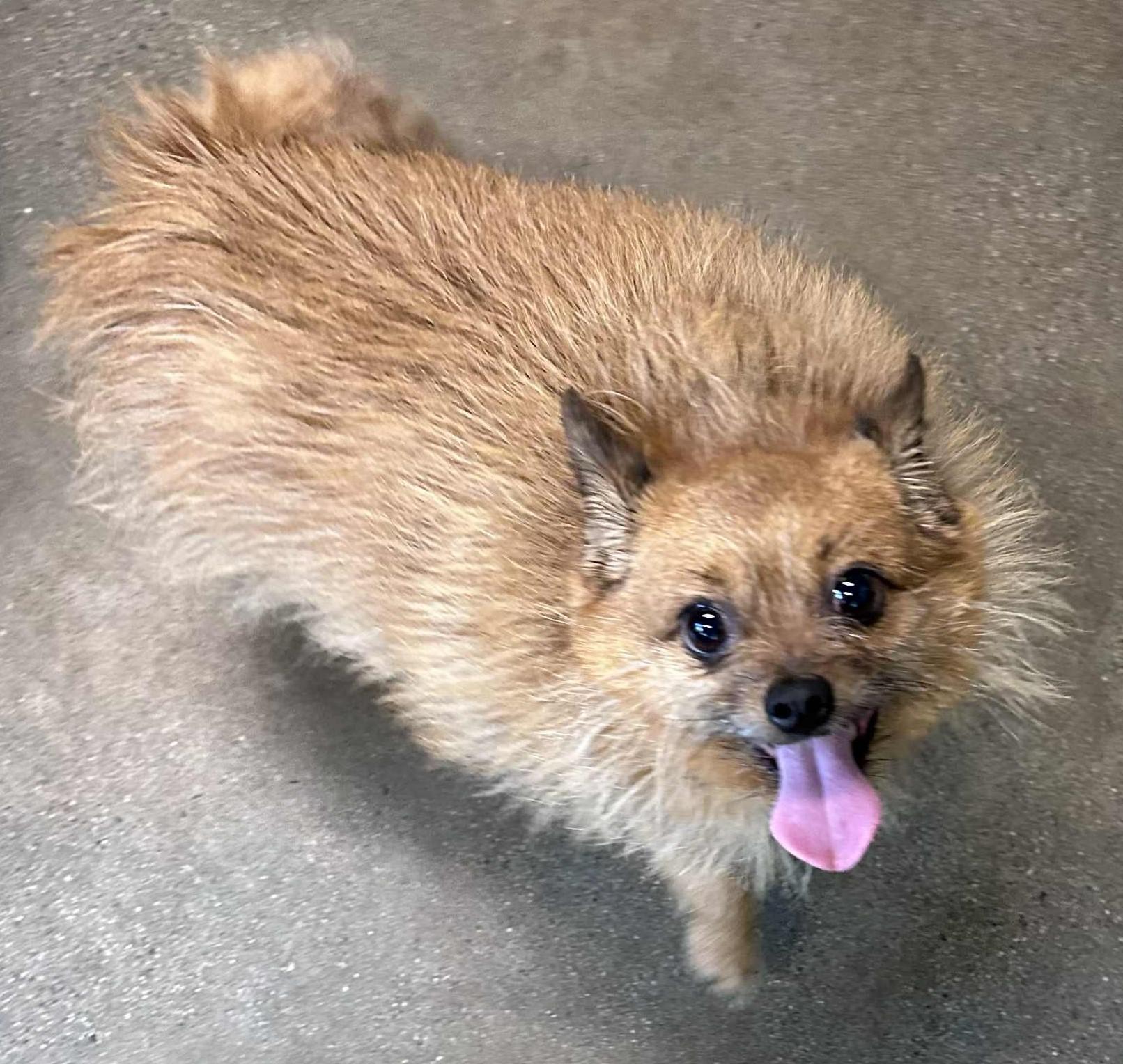 Enlarge Peanut, a Adoptable mixed breed in Wakefield, RI image 5/6