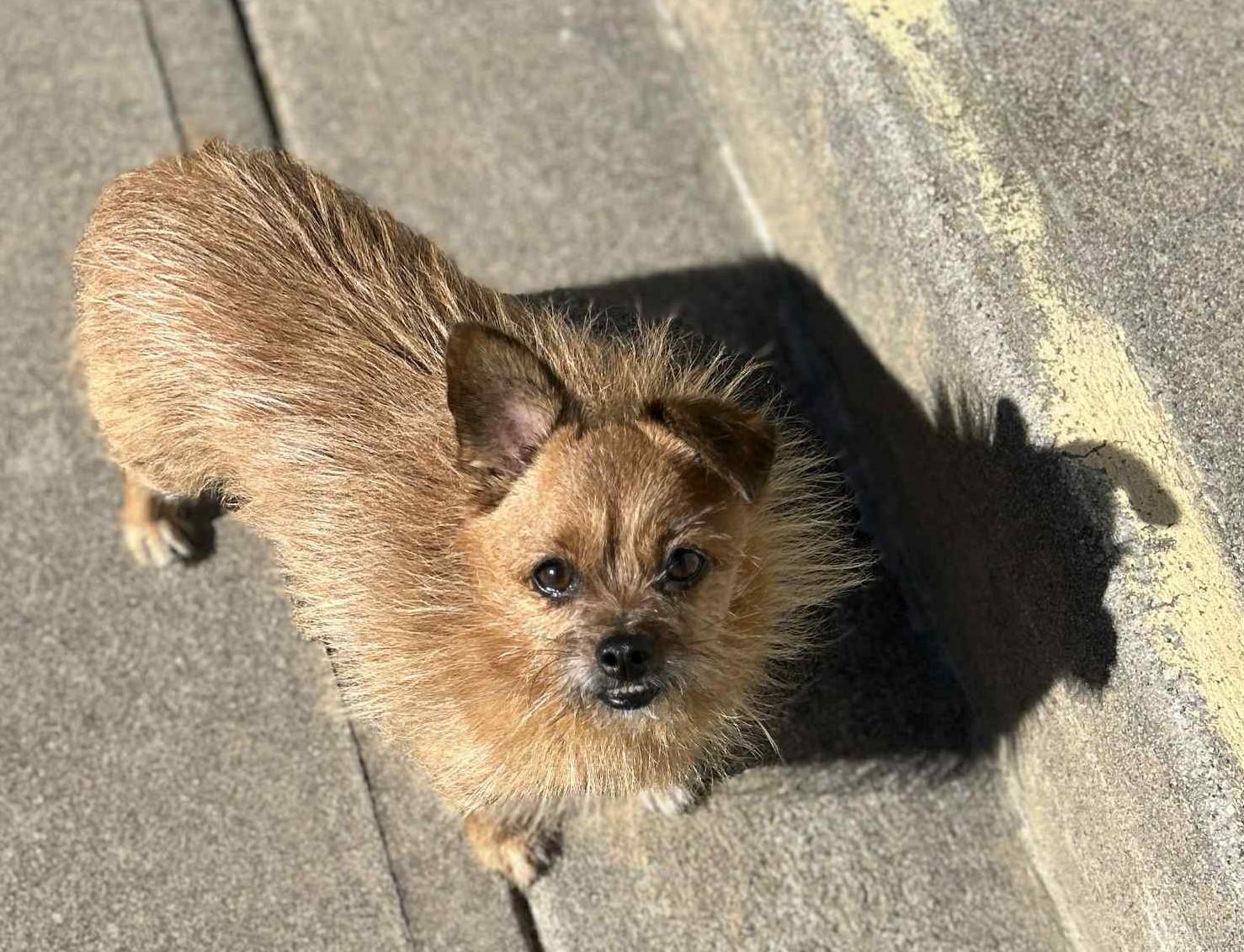 Enlarge Peanut, a Adoptable mixed breed in Wakefield, RI image 2/6