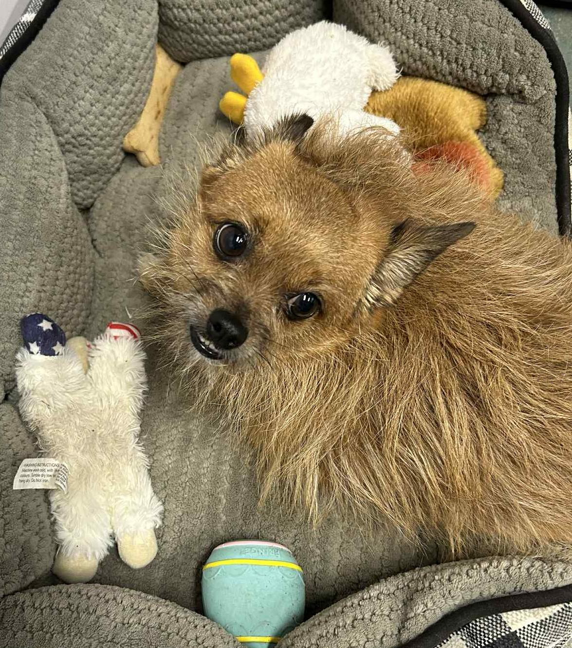 Peanut, Adoptable, Adult Male Yorkshire Terrier & Pomeranian.