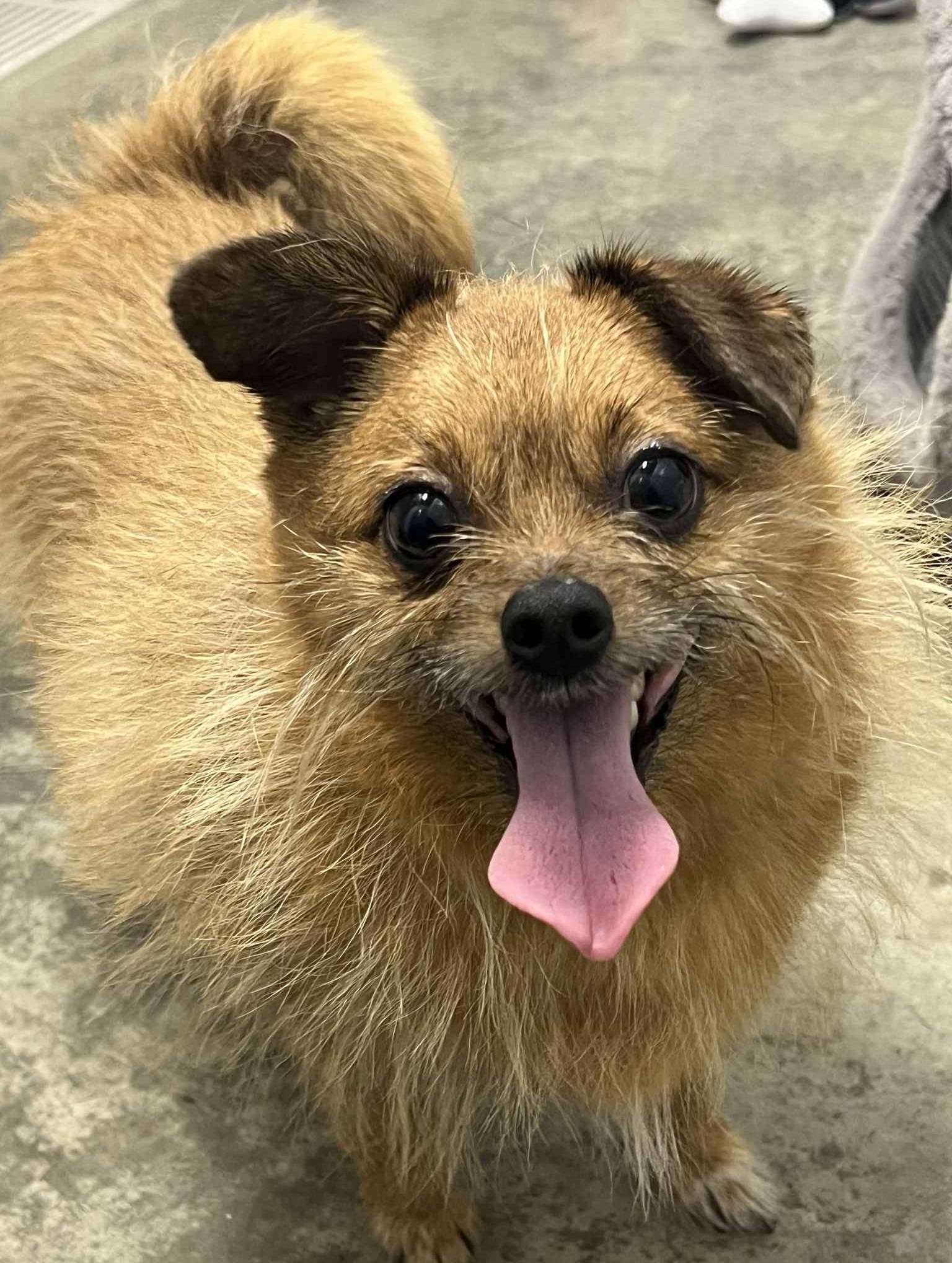 Enlarge Peanut, a Adoptable mixed breed in Wakefield, RI image 6/6