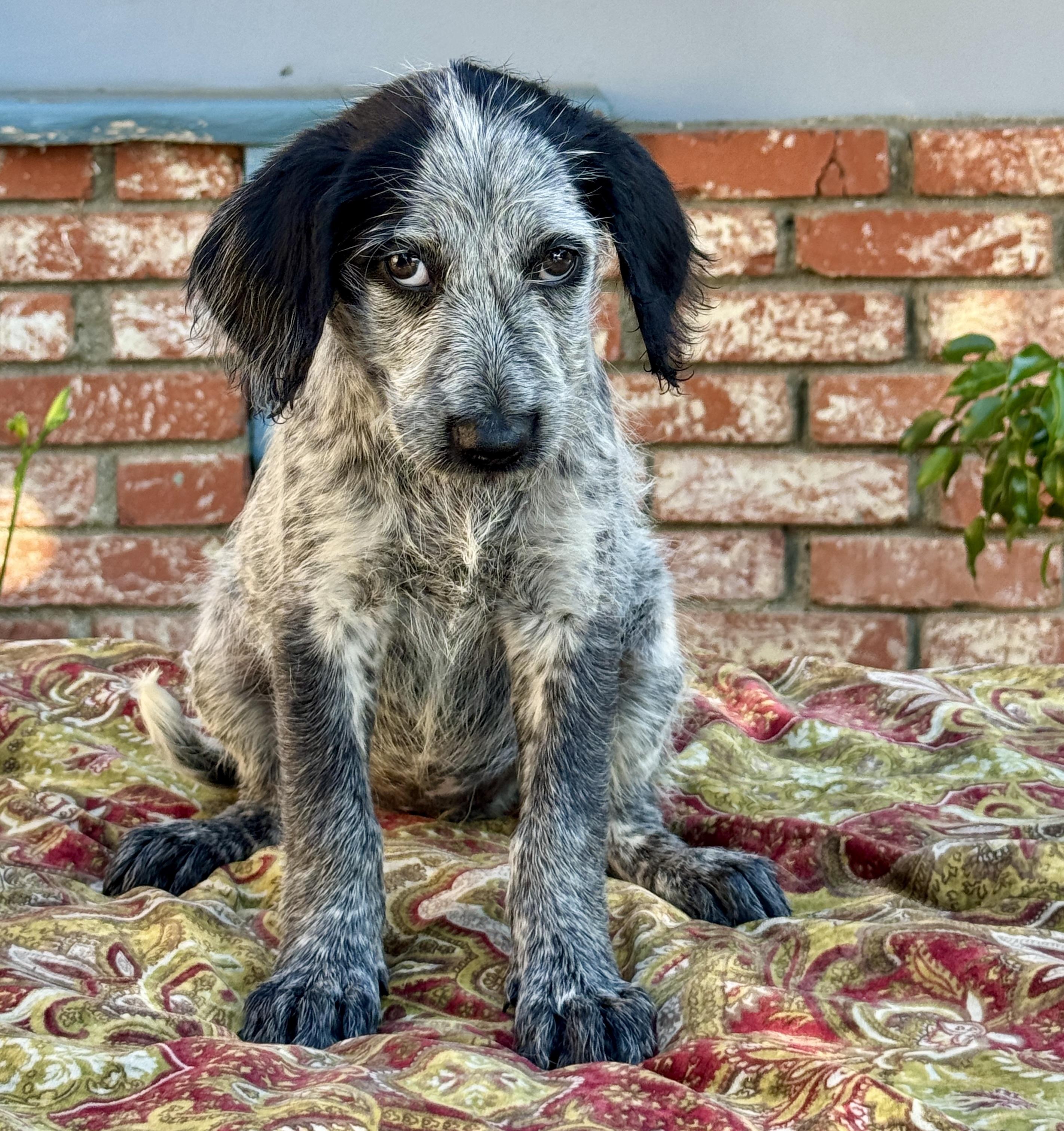 Enlarge Mimosa, a Adoptable mixed breed in Van Nuys, CA image 1/4