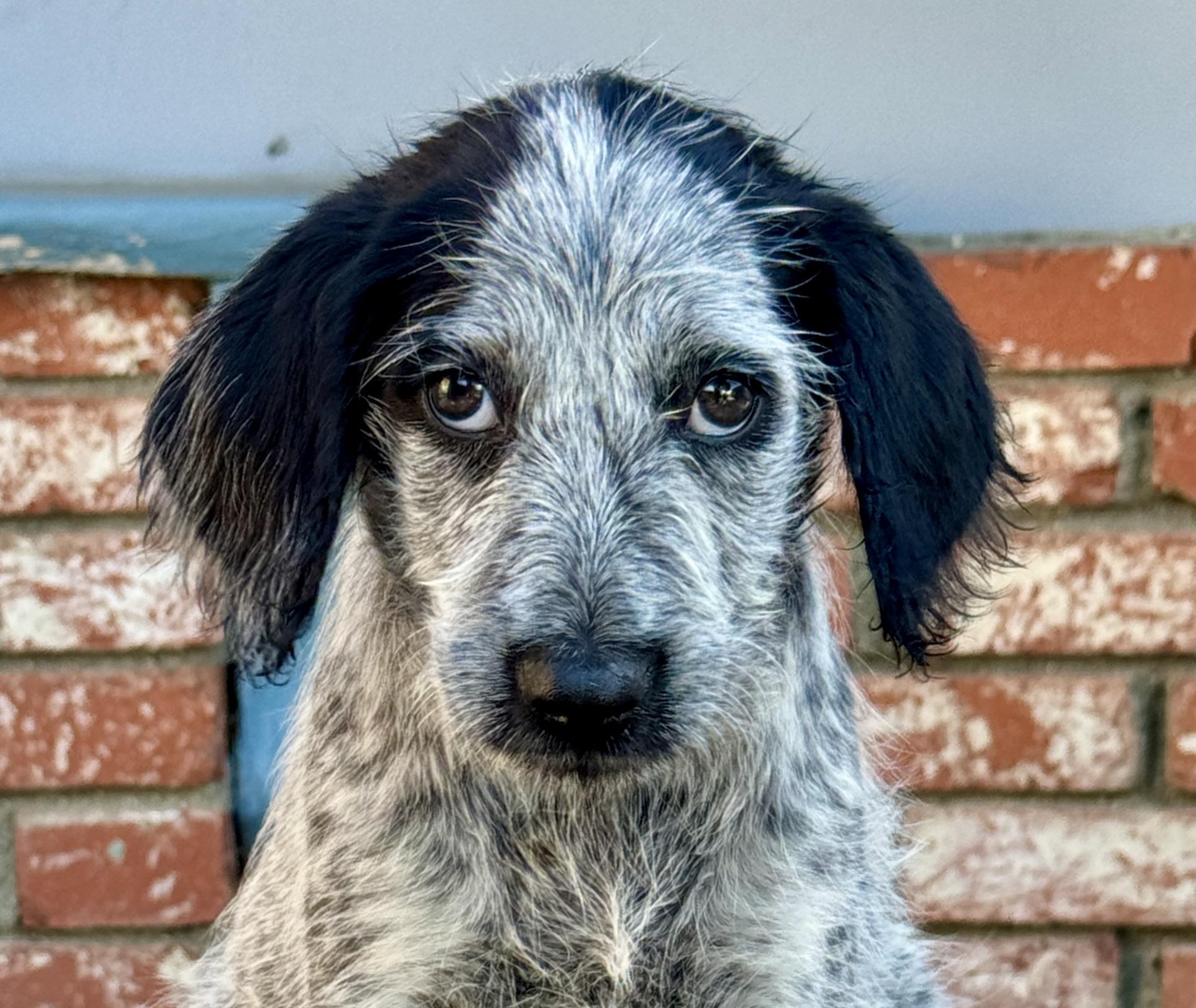 Enlarge Mimosa, a Adoptable mixed breed in Van Nuys, CA image 2/4
