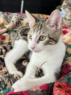 Enlarge Peanut, a Adoptable mixed breed in Melbourne, FL image 4/5