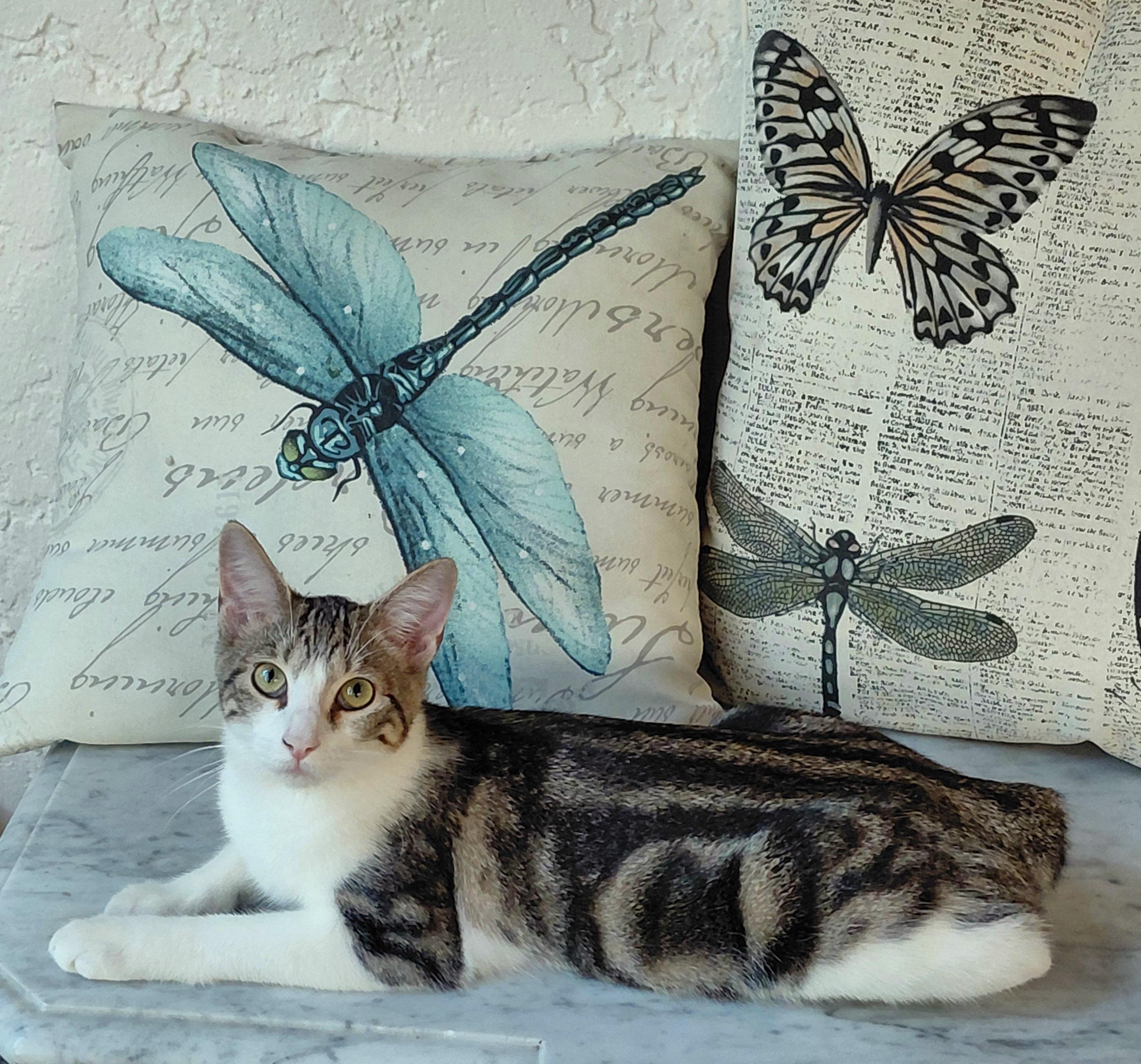 Peanut, Adoptable, Kitten Female Manx & Tabby.