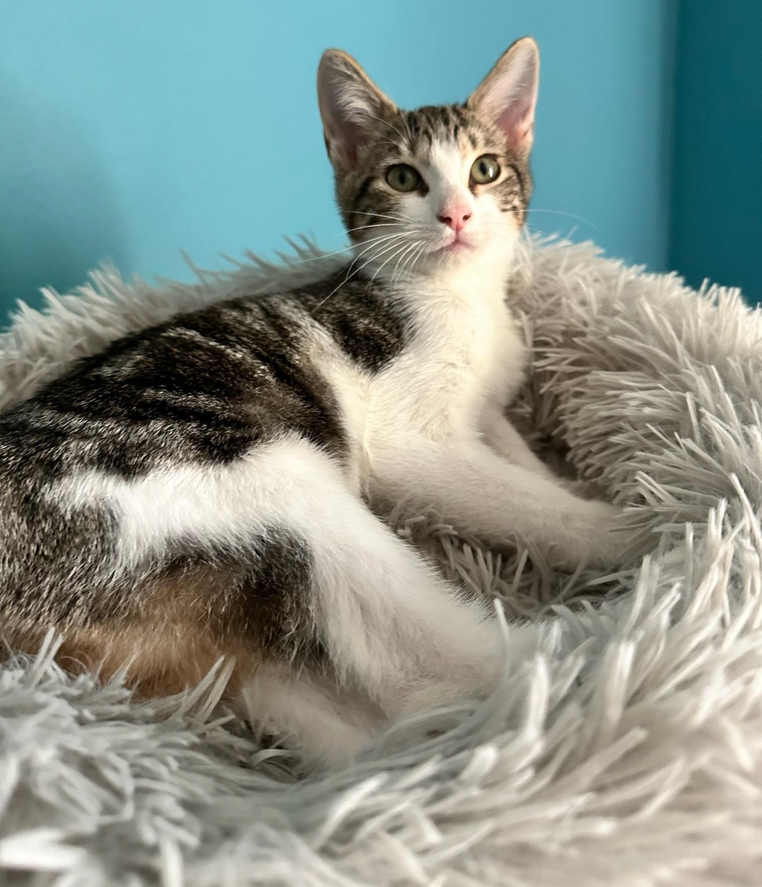 Enlarge Peanut, a Adoptable mixed breed in Melbourne, FL image 5/5