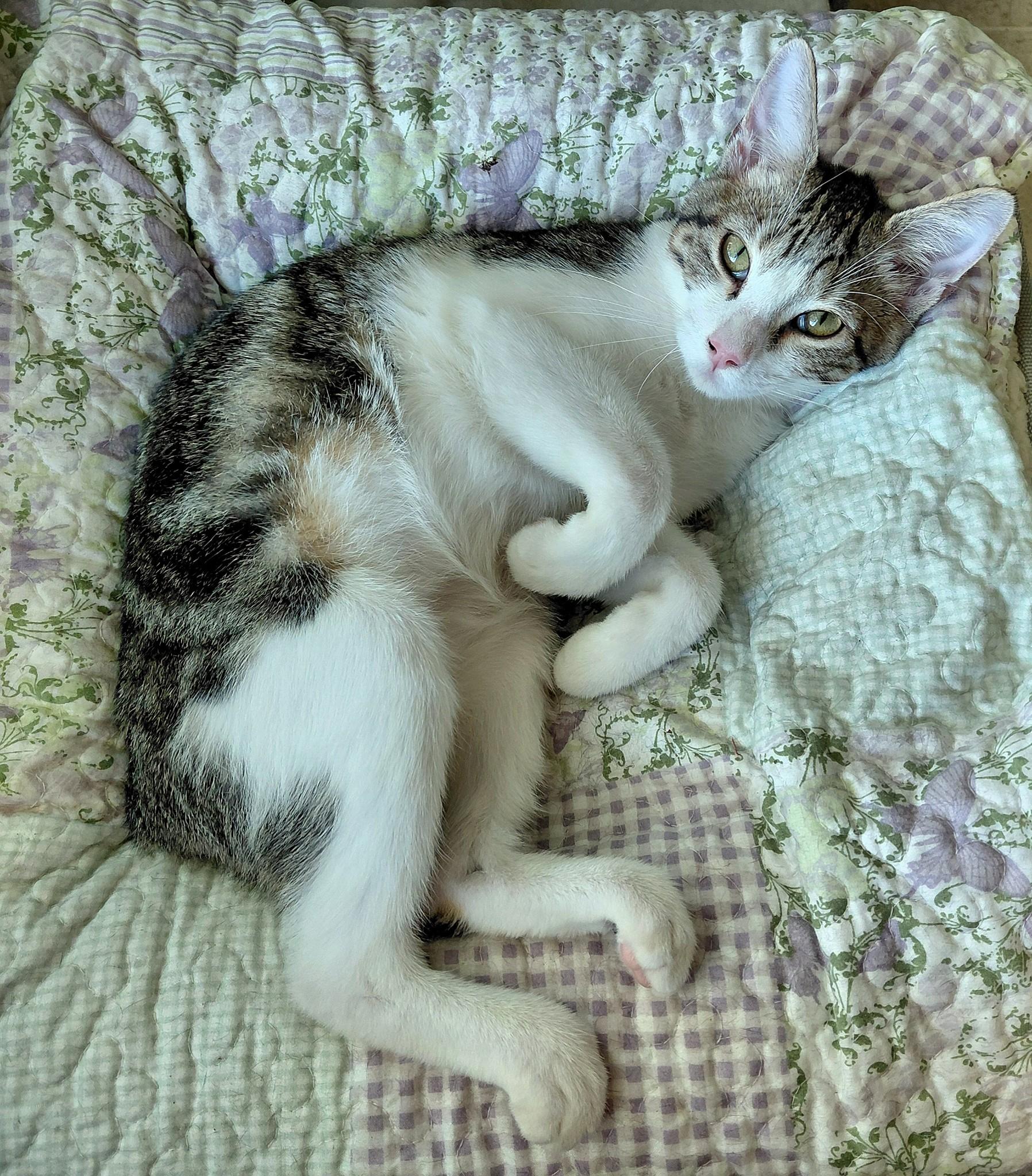 Enlarge Peanut, a Adoptable mixed breed in Melbourne, FL image 2/5