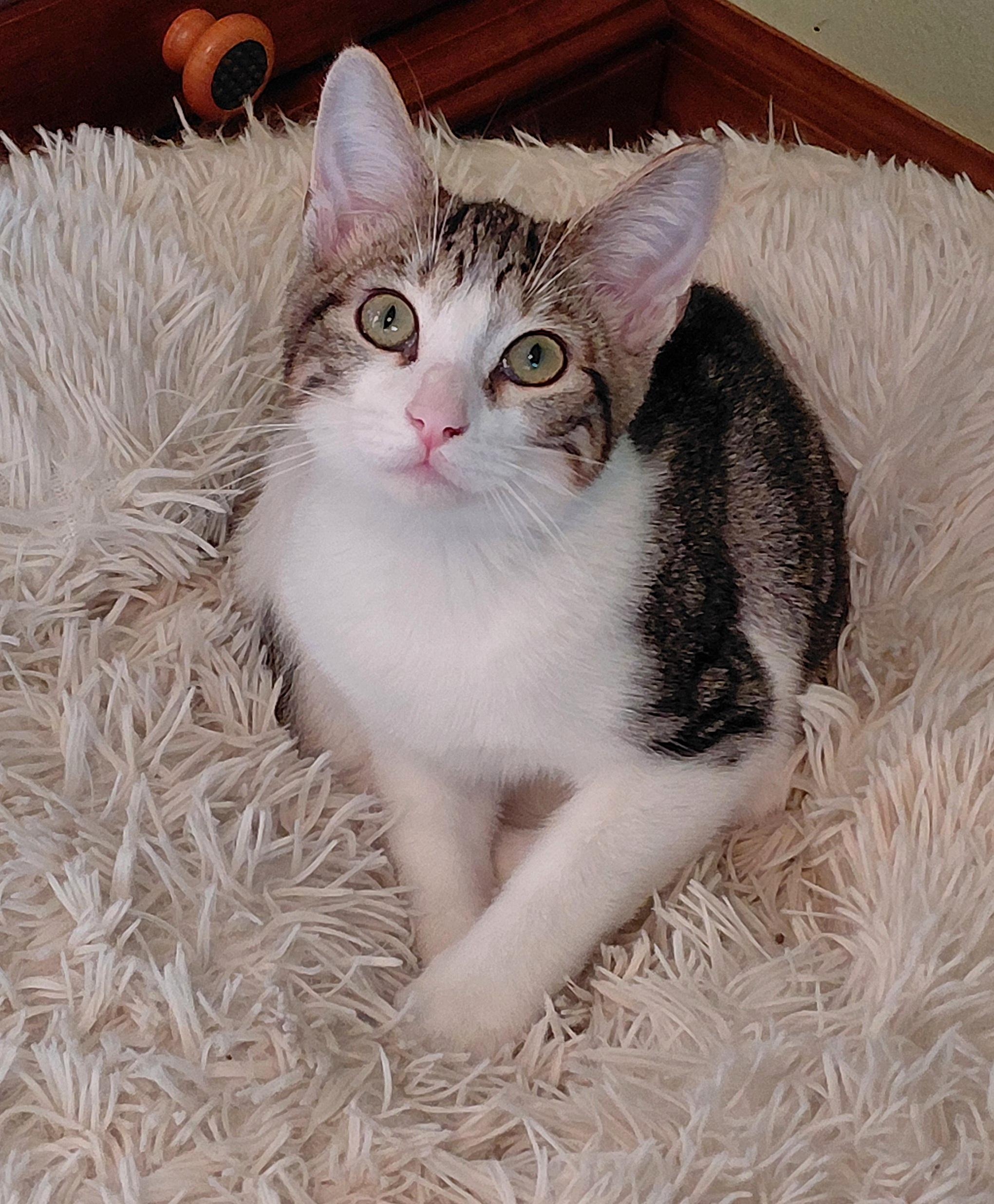 Enlarge Peanut, a Adoptable mixed breed in Melbourne, FL image 3/5