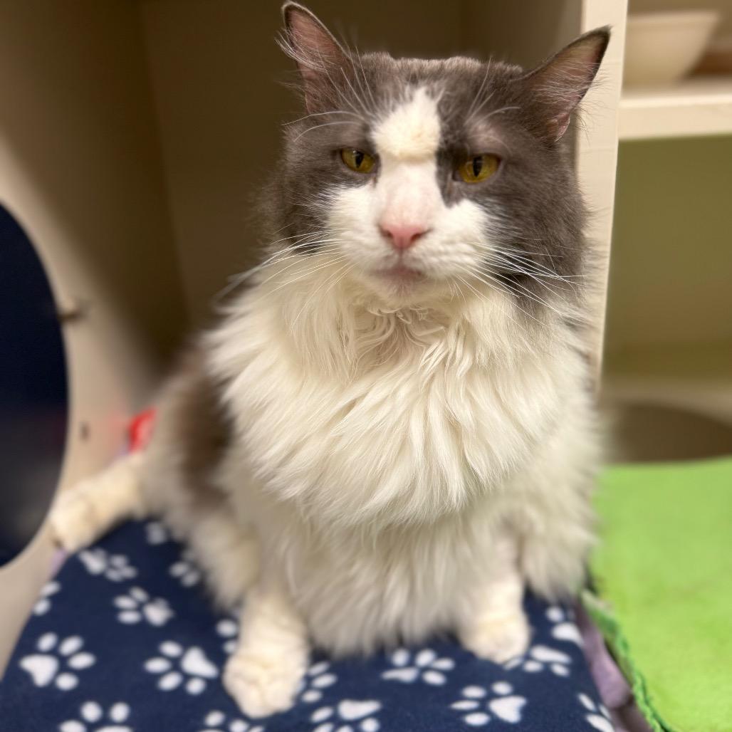 Faruk — thumbnail 2