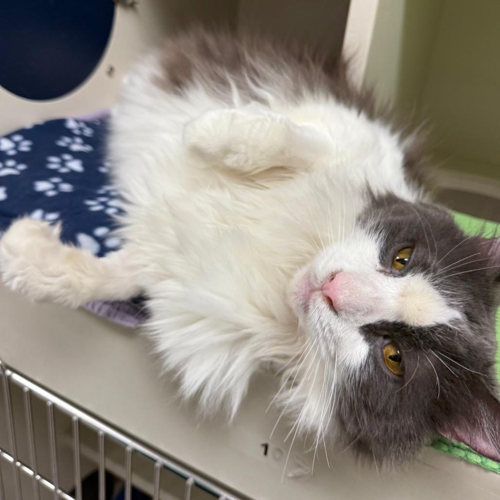 Faruk — thumbnail 3