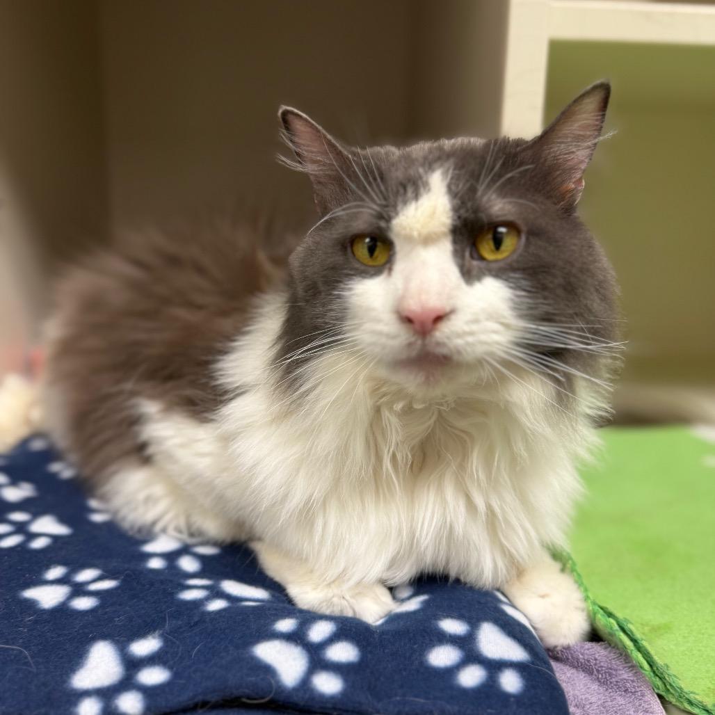 Faruk — thumbnail 4