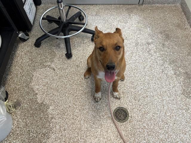 DAVIE, Adoptable, Young Male Australian Cattle Dog / Blue Heeler & Mixed Breed.