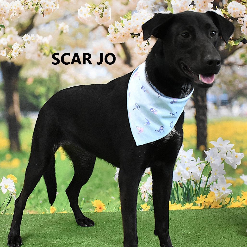 Scar Jo, Adoptable, Adult Female Black Labrador Retriever & Mixed Breed.