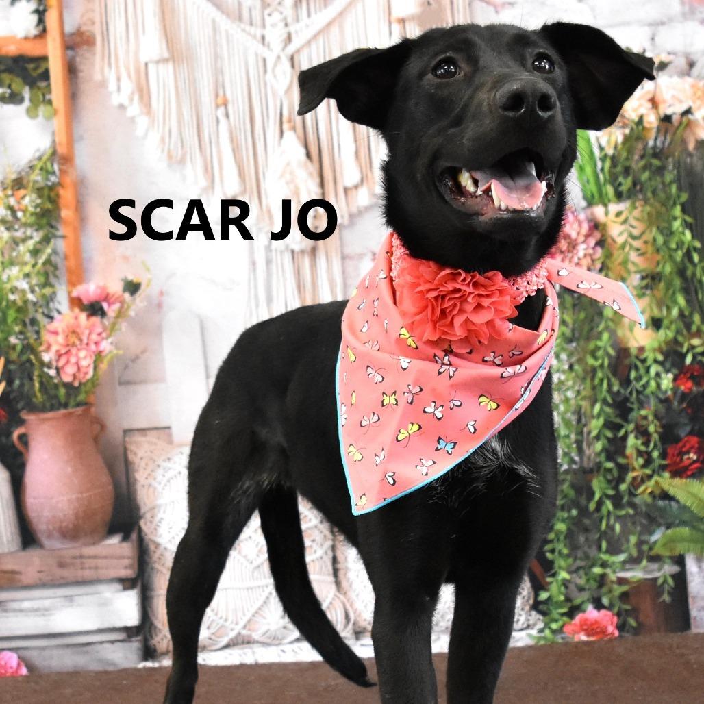 Scar Jo, Adoptable, Adult Female Black Labrador Retriever & Mixed Breed.