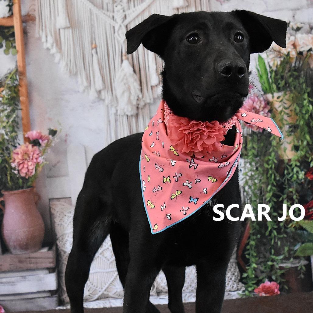 Enlarge Scar Jo, a Adoptable mixed breed in Yuma, AZ image 2/2