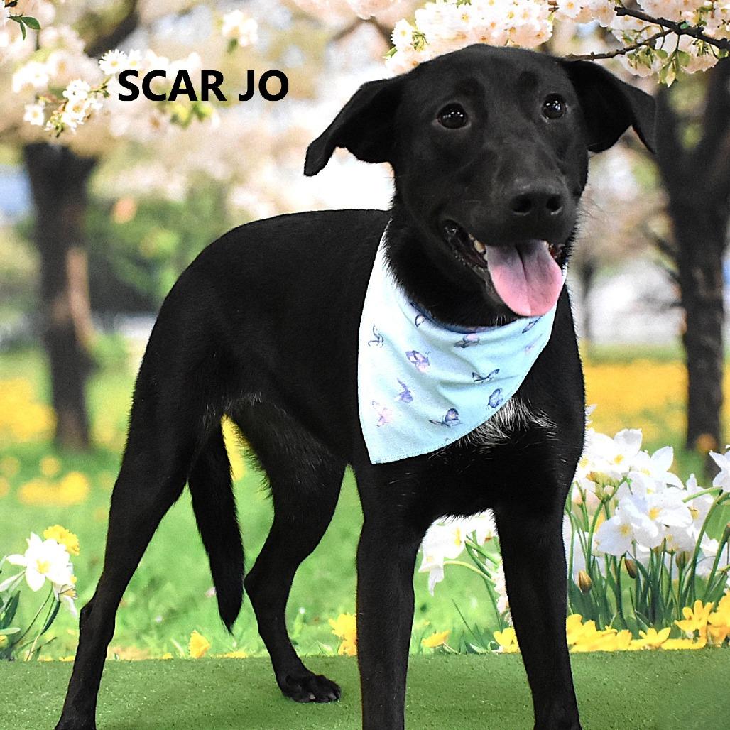 Scar Jo, a Adoptable mixed breed in Yuma, AZ image 4/4