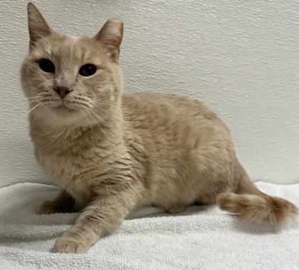 Enlarge Scrappy, a Adoptable mixed breed in Phoenix, AZ image 1/1