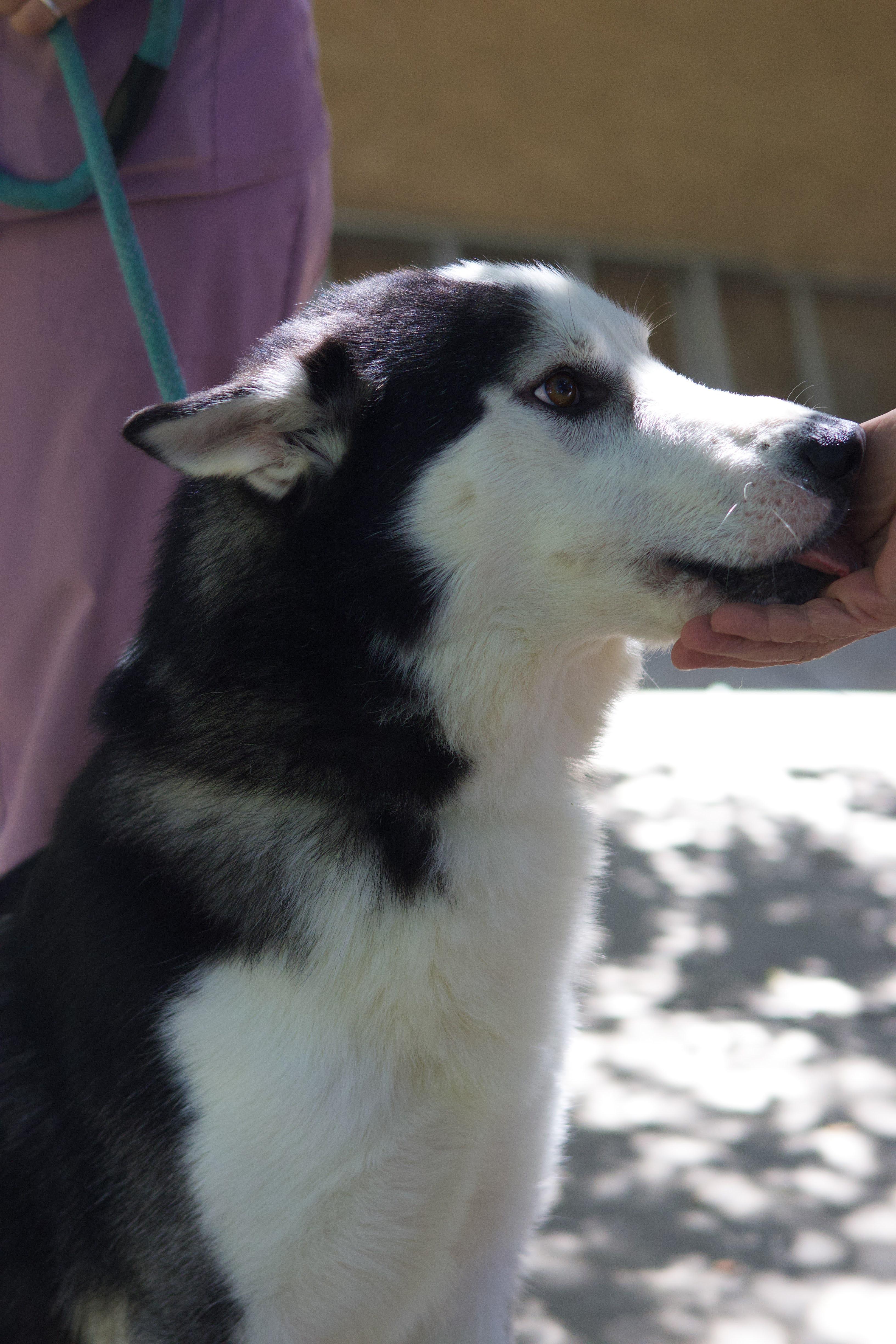 Enlarge Frasier, a Adoptable Siberian Husky in Phoenix, AZ image 1/4