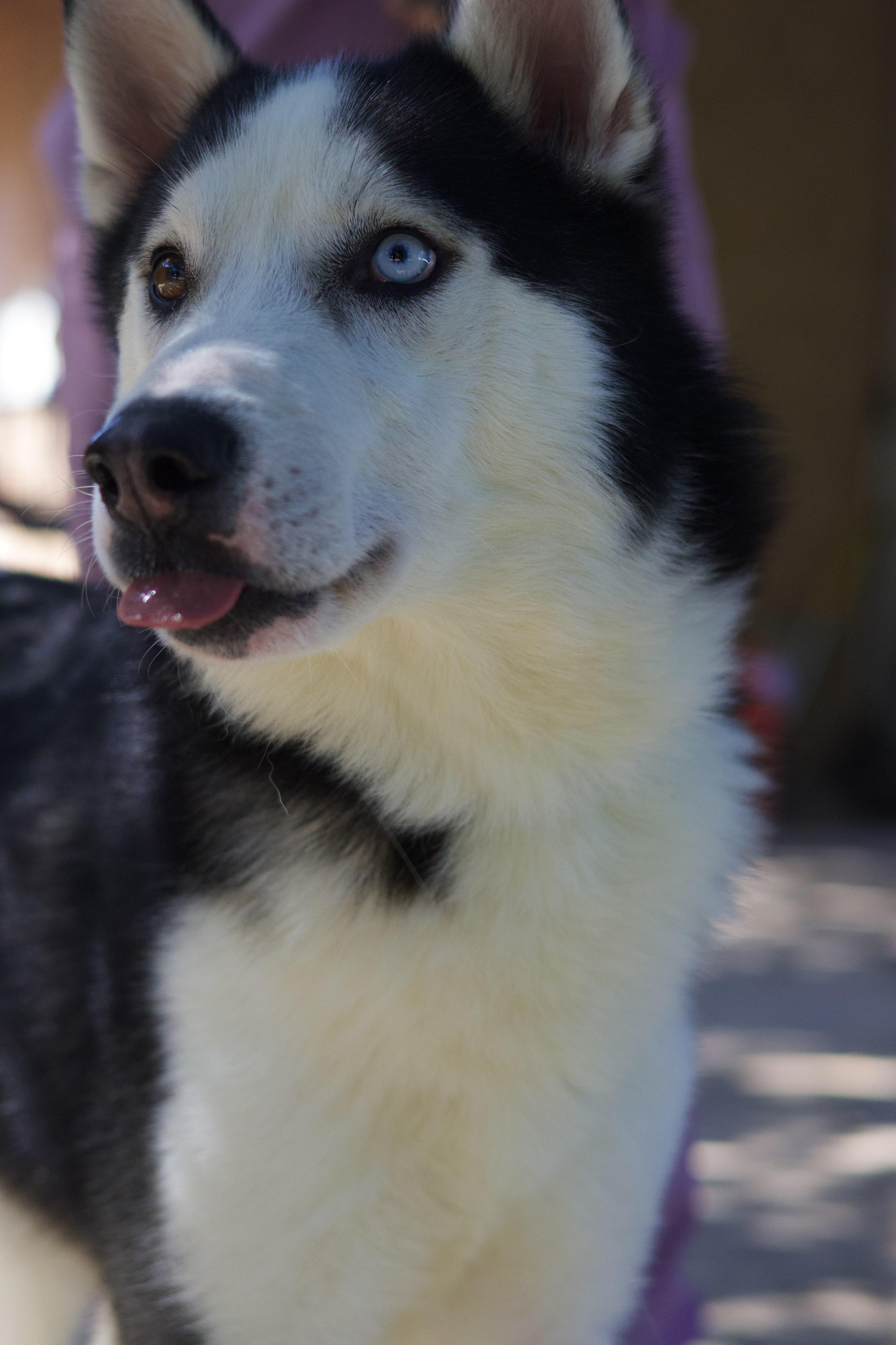 Enlarge Frasier, a Adoptable Siberian Husky in Phoenix, AZ image 3/4