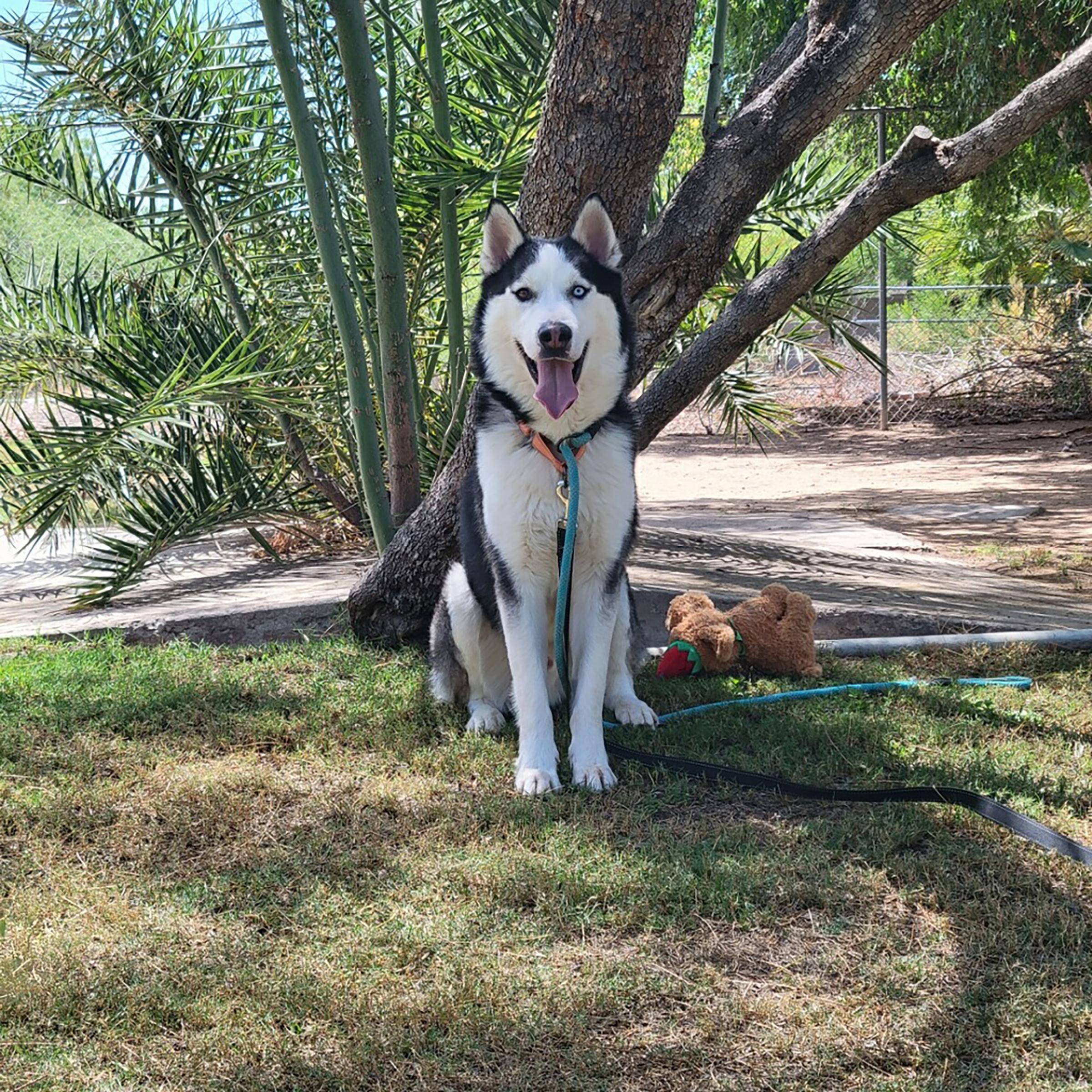 Enlarge Frasier, a Adoptable Siberian Husky in Phoenix, AZ image 4/4