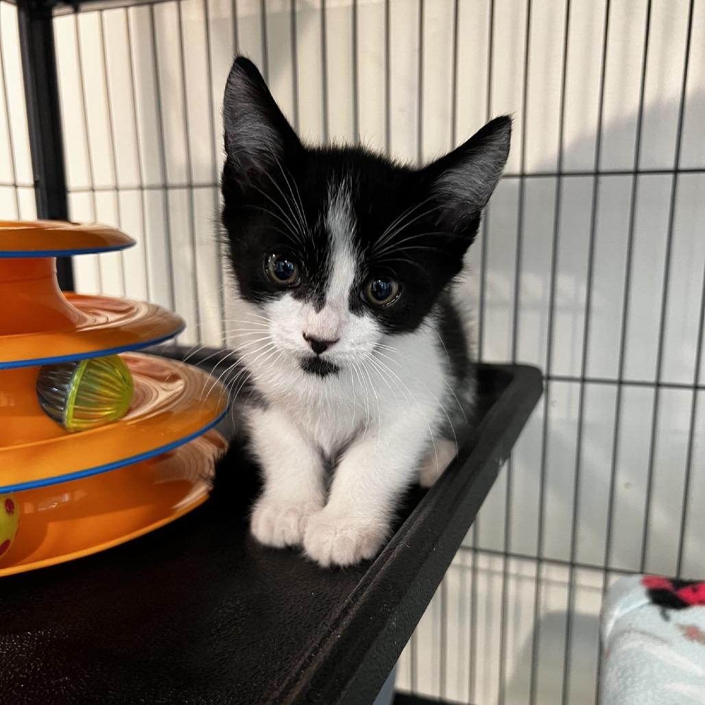 Enlarge Walter, a Adoptable Domestic Short Hair in Port Townsend, WA image 1/1
