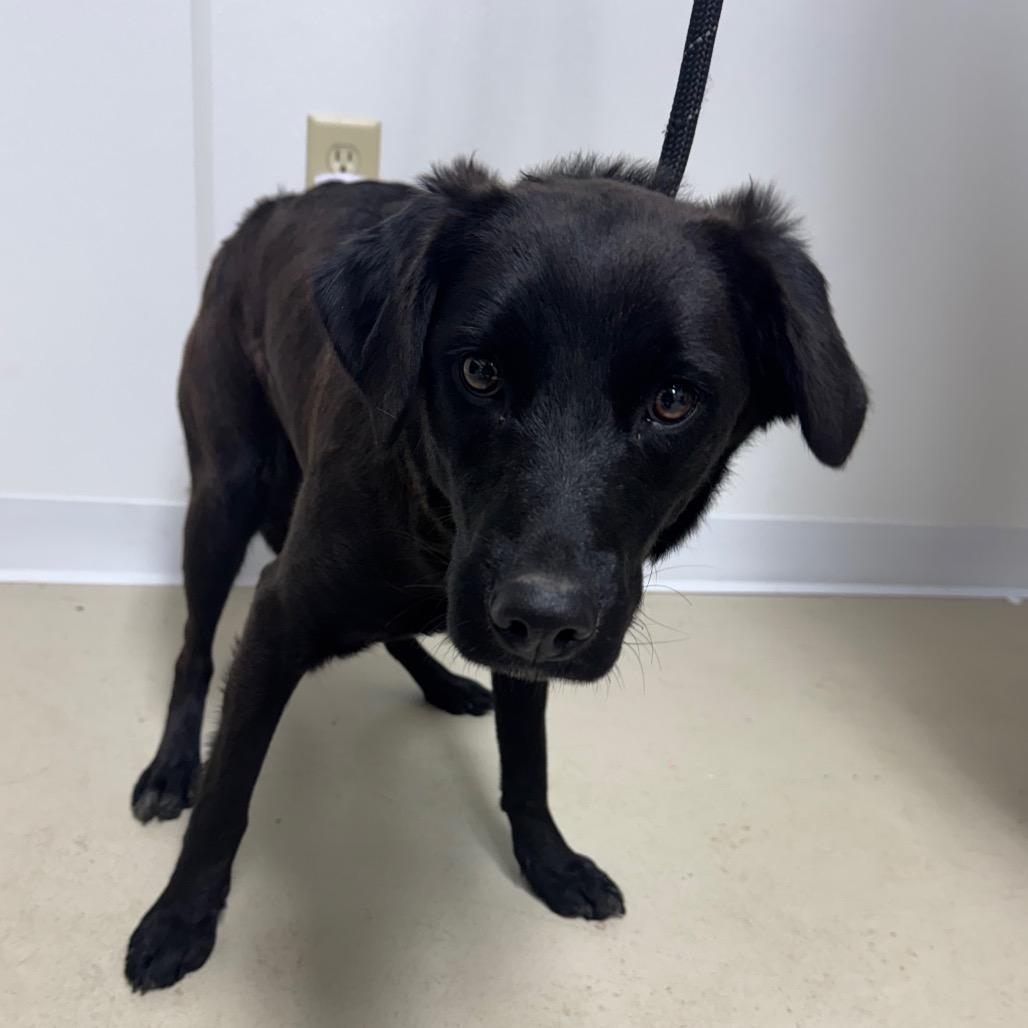 Clover, a Adoptable mixed breed in Shelbyville, IL image 1/2