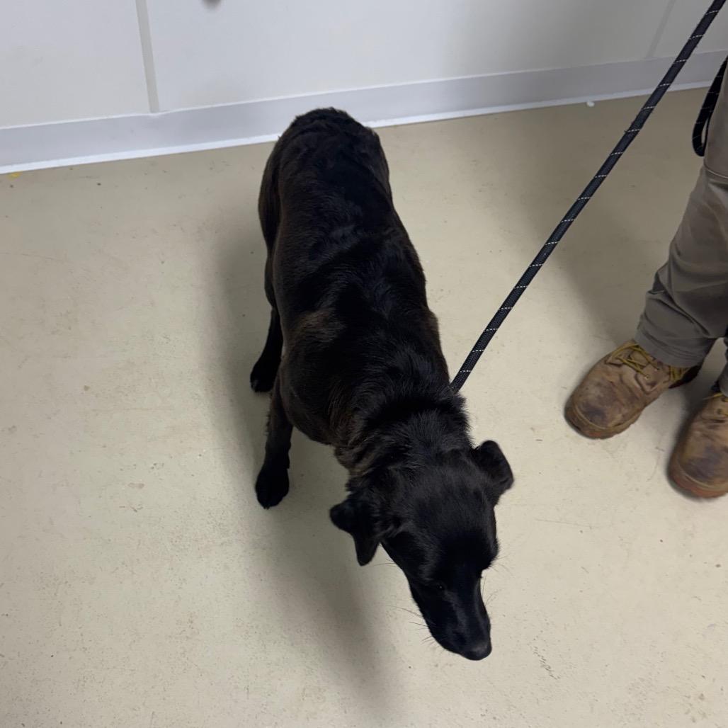 Clover, a Adoptable mixed breed in Shelbyville, IL image 2/2