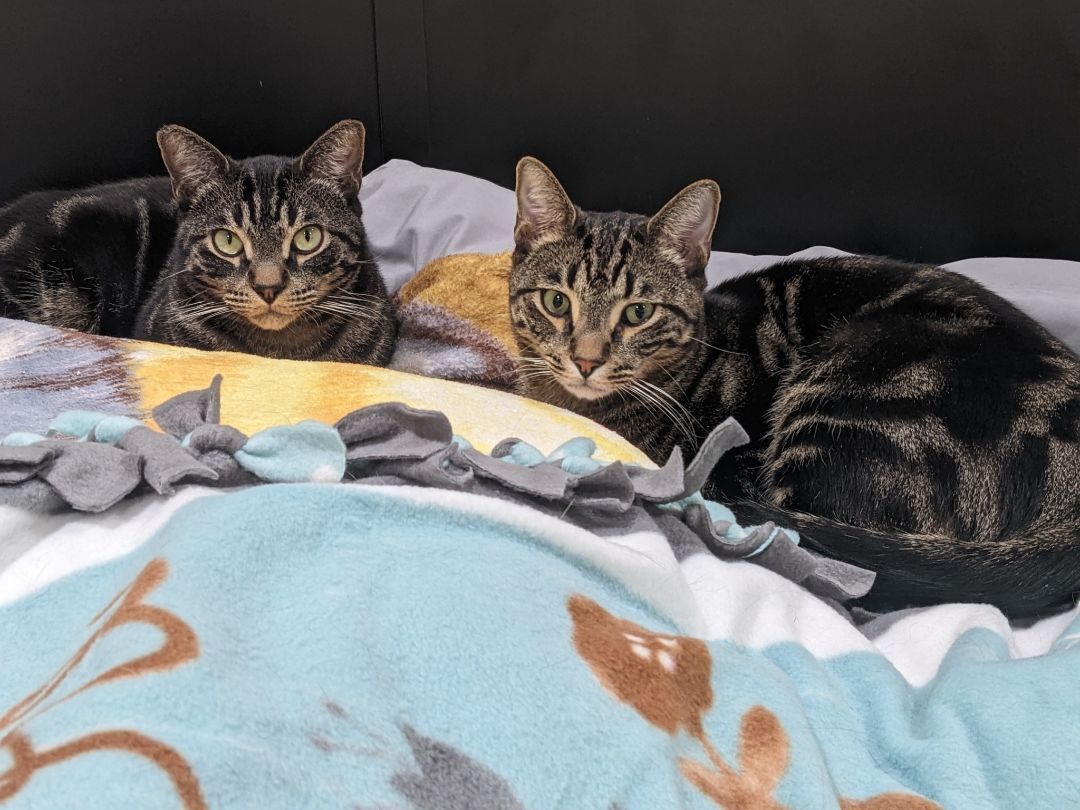 Baby, Adopted, Adult Male Tabby & Bengal.