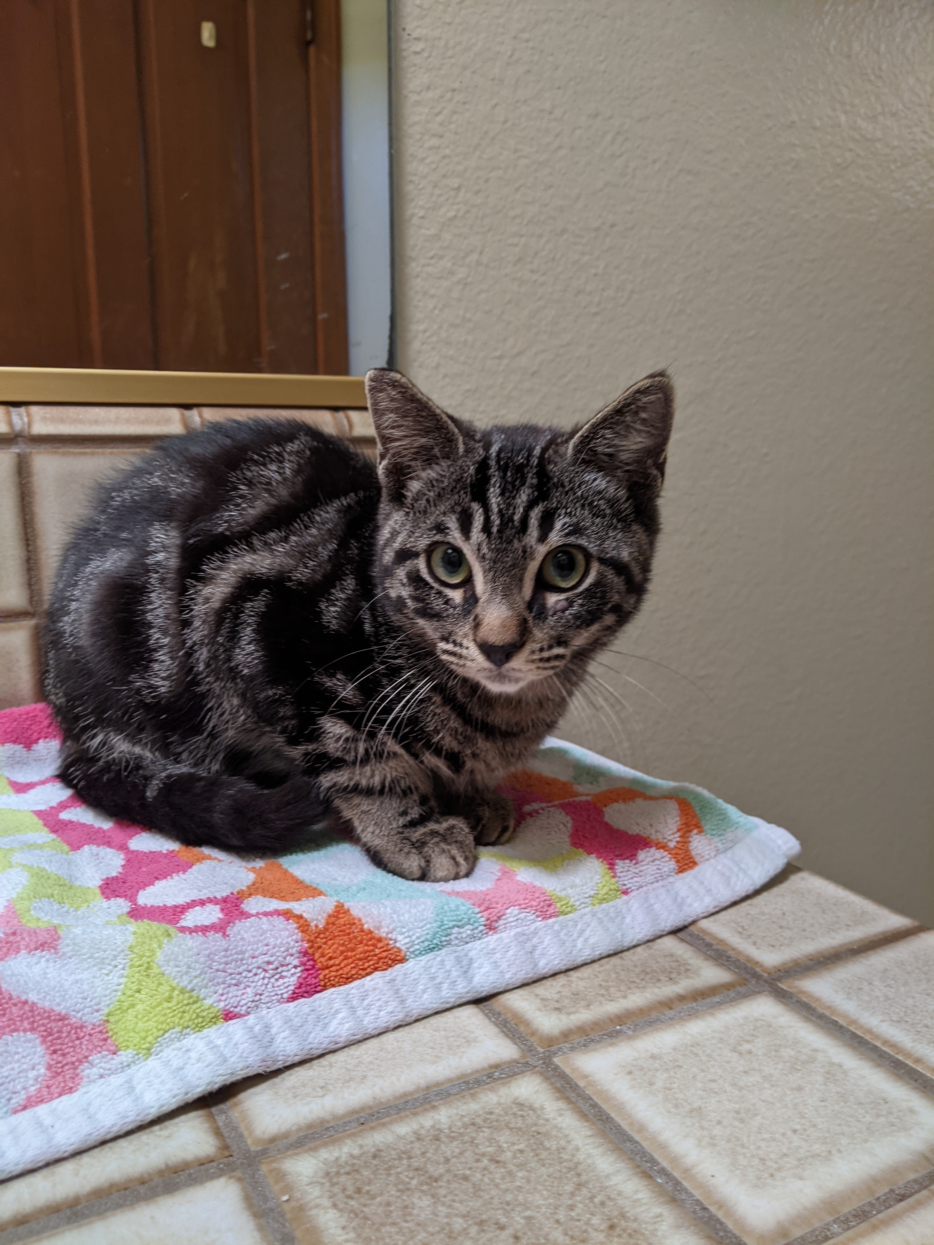 Enlarge Baby, a Adopted mixed breed in Torrance, CA image 2/4