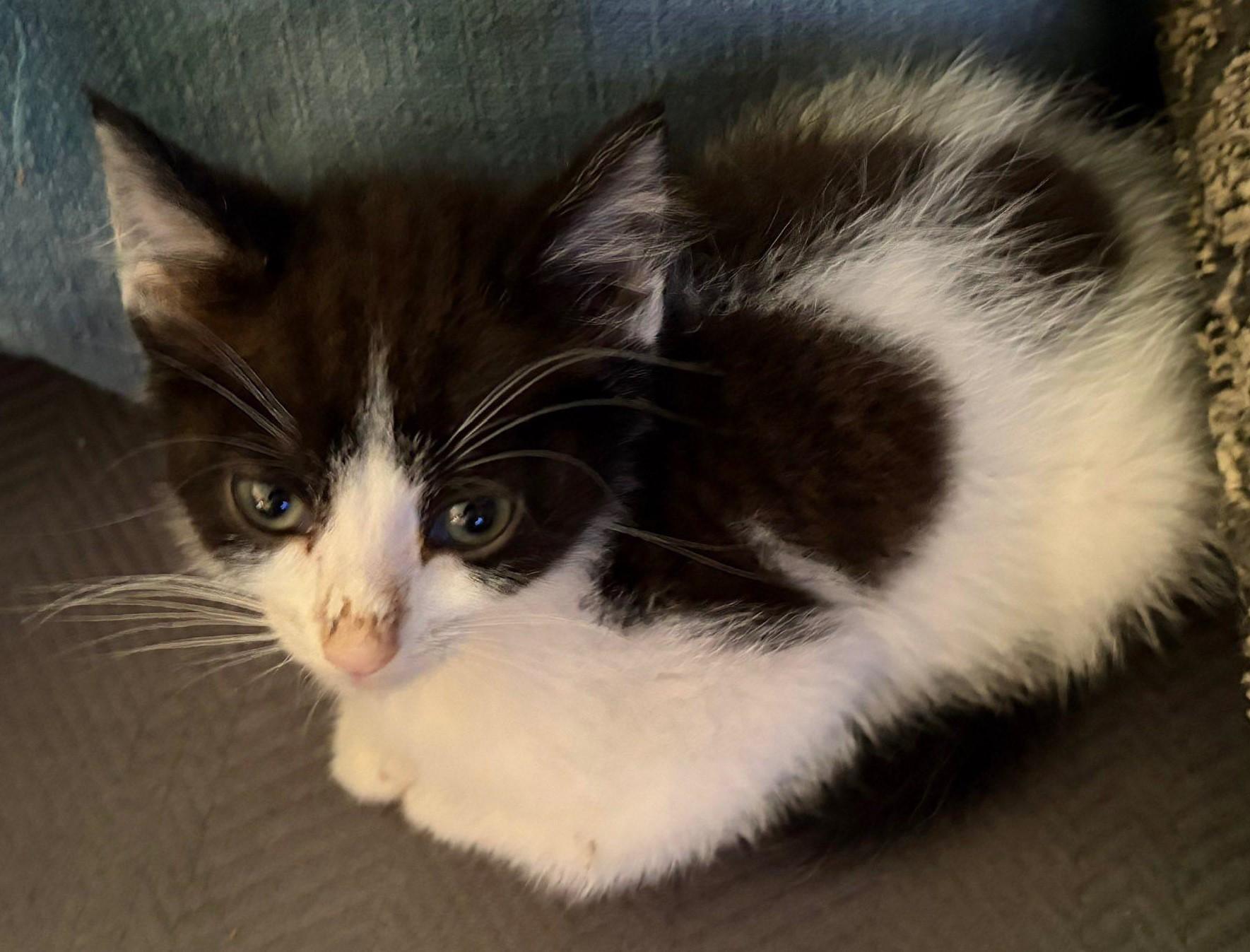 Idaho, Adoptable, Kitten Male Domestic Long Hair.