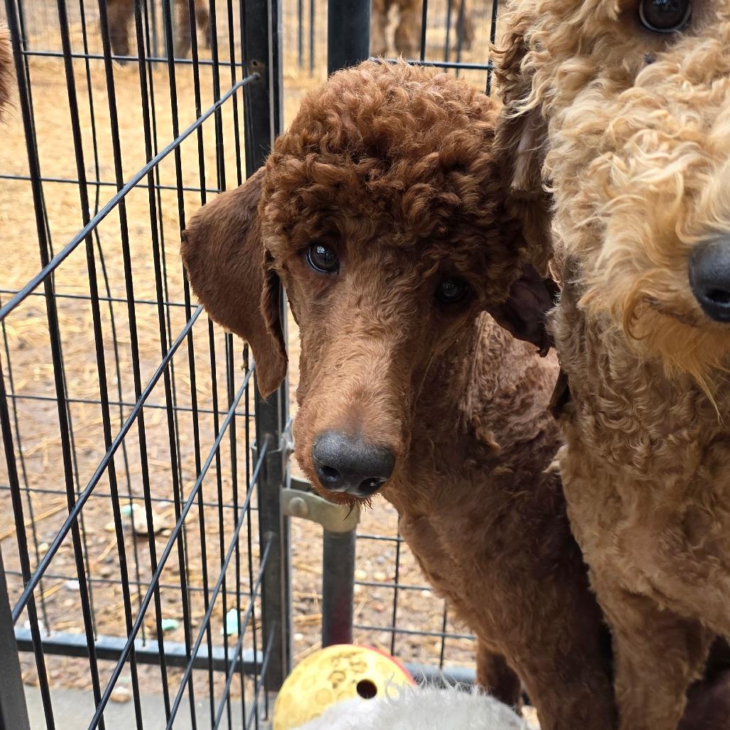 Brownie, Adoptable, Young Male Standard Poodle & Irish Setter.