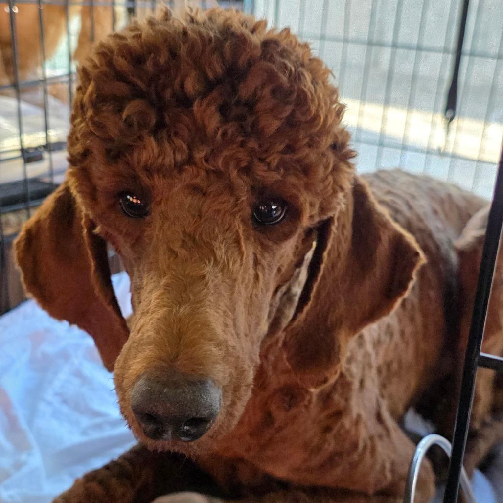 Enlarge Brownie, a Adoptable mixed breed in Goltry, OK image 2/3